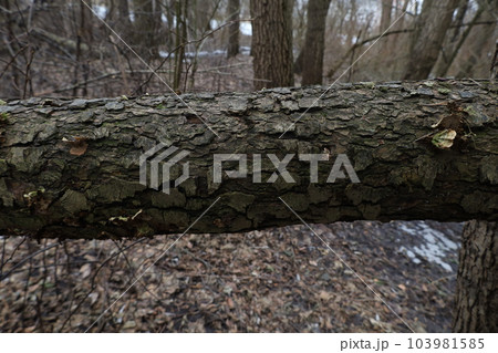 Fallen tree, pine springs forest atmosphere  103981585