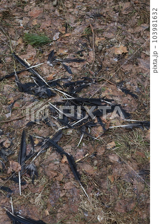 Remains of a dead bird in the forest 103981632