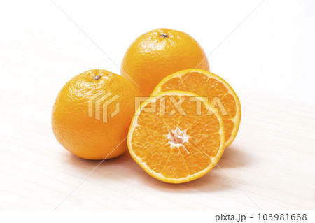 はるみ　はるみみかん　柑橘果物　ハルミミカン　 103981668
