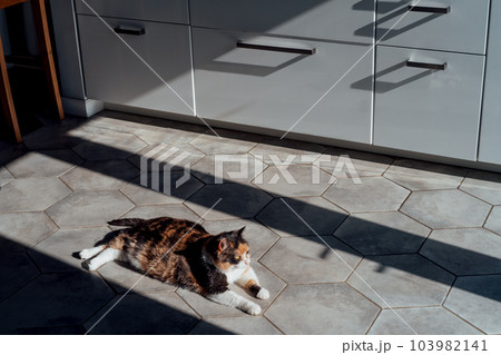 Pleased, well-fed, lazy multicolor adult cat relaxing on the hexagon shape tiles floor in a modern kitchen in hard light and shadows. Funny fluffy cat in home atmosphere. Selective focus, copy space Pleased, well-fed, lazy multicolor adult cat relaxing on the hexagon shape tiles floor in a modern kitchen in hard light and shadows. Funny fluffy cat in home atmosphere. Selective focus, copy space 103982141
