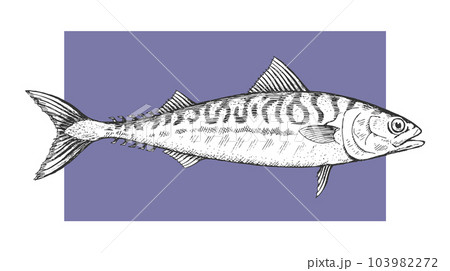 Sea fish mackerel on a white background Sea fish mackerel on a white background 103982272
