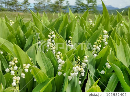 入笠すずらん山野草公園のドイツすずらん 103982403