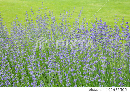 Wild Lavender. Lavender in different shades growing outside the house. Lavender. Wild Lavender. Lavender in different shades growing outside the house. Lavender. 103982506