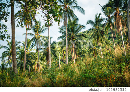 Palm tree on a tropical island 103982532