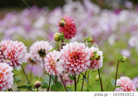 鮮やかに咲く秋のダリア畑 鮮やかに咲く秋のダリア畑 103982612