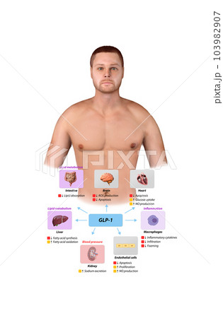 Glucagon-like Peptide 1 GLP-1 molecule,...のイラスト素材 [103982907] - PIXTA