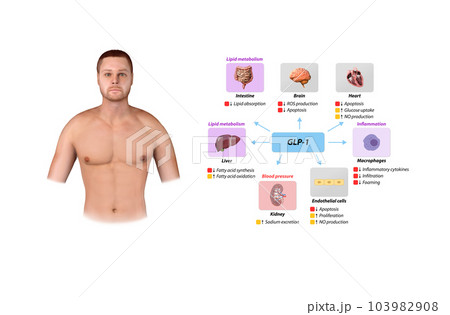 Glucagon-like Peptide 1 GLP-1 molecule, chemical structure. GLP-1 is being investigated for the treatment of diabetes mellitus. 103982908