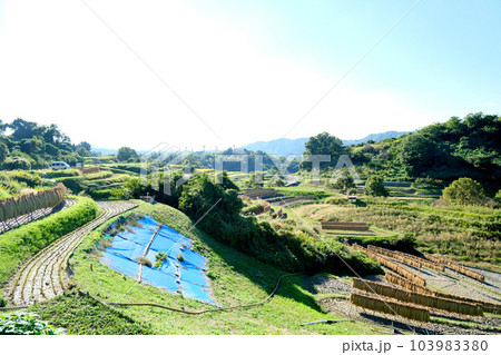 大阪府南河内郡_下赤坂城跡からの棚田風景4 大阪府南河内郡_下赤坂城跡からの棚田風景4 103983380