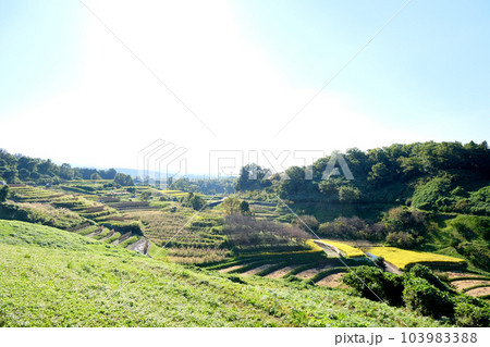 大阪府南河内郡_下赤坂城跡からの棚田風景12 103983388
