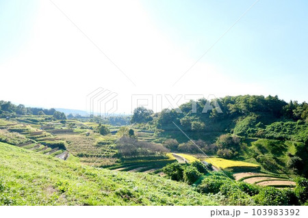 大阪府南河内郡_下赤坂城跡からの棚田風景15 大阪府南河内郡_下赤坂城跡からの棚田風景15 103983392