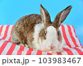 rabbit sit on red and white pillows with blue background. fluffy bunny and ear set 103983467