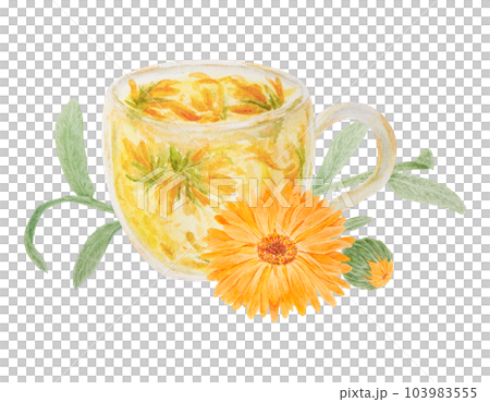 Orange calendula officinalis and a cup of herb tea. Watercolor hand drawn illustration. Botanical element for labels, eco goods, textiles, natural herbal medcine, cosmetics Orange calendula officinalis and a cup of herb tea. Watercolor hand drawn illustration. Botanical element for labels, eco goods, textiles, natural herbal medcine, cosmetics 103983555