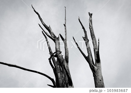 Burnt tree against the sky Burnt tree against the sky 103983687