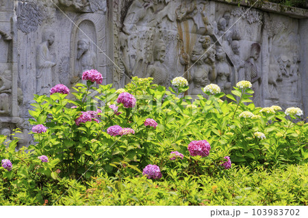 壺阪寺の新緑と満開の紫陽花 壺阪寺の新緑と満開の紫陽花 103983702