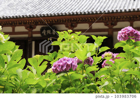 壺阪寺の新緑と満開の紫陽花 103983706