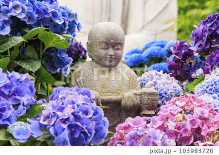 壺阪寺の新緑と満開の紫陽花 103983720