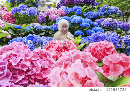 壺阪寺の新緑と満開の紫陽花 103983722