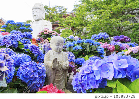 壺阪寺の新緑と満開の紫陽花 壺阪寺の新緑と満開の紫陽花 103983729