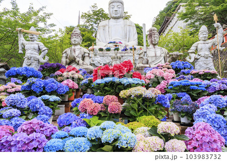 壺阪寺の新緑と満開の紫陽花 壺阪寺の新緑と満開の紫陽花 103983732