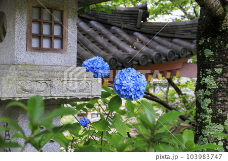 壺阪寺の新緑と満開の紫陽花 壺阪寺の新緑と満開の紫陽花 103983747