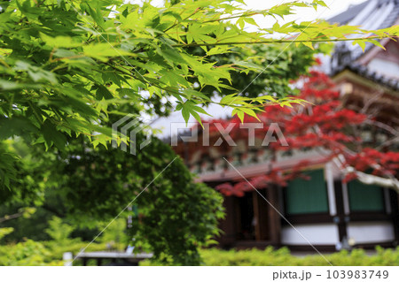 壺阪寺の新緑と満開の紫陽花 103983749
