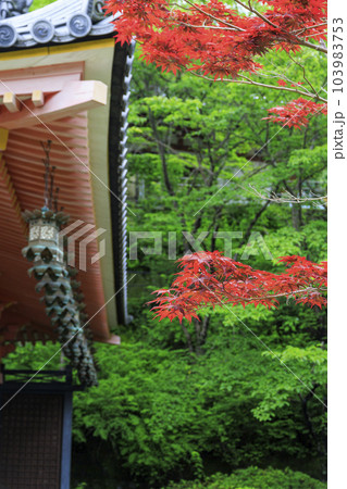 壺阪寺の新緑と満開の紫陽花 103983753