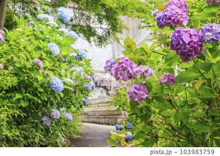 壺阪寺の新緑と満開の紫陽花 壺阪寺の新緑と満開の紫陽花 103983759