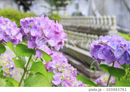 壺阪寺の新緑と満開の紫陽花 103983761