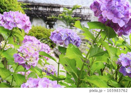 壺阪寺の新緑と満開の紫陽花 壺阪寺の新緑と満開の紫陽花 103983762