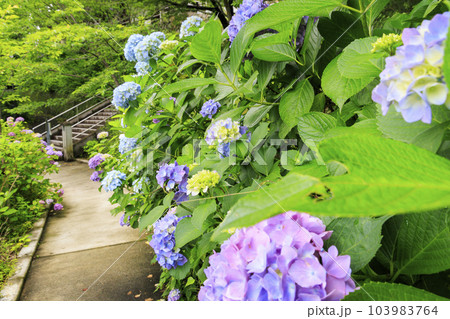 壺阪寺の新緑と満開の紫陽花 103983764