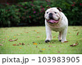 motion blurred of white english bulldog run on green grass at public park 103983905