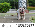 white english bulldog walking in the walkway at public park 103983937