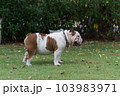 show body right side of white English Bulldog. it standing on green grass in the garden. 103983971