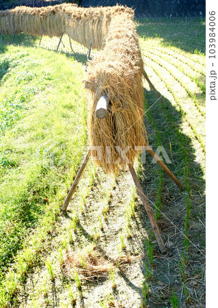 大阪府南河内郡_ 下赤阪の棚田_稲架掛け13 103984006