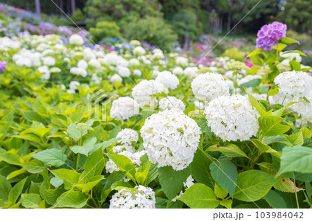 白の紫陽花 白の紫陽花 103984042