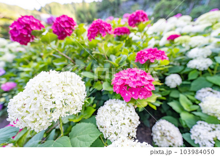 白とピンクの美しい紫陽花 白とピンクの美しい紫陽花 103984050