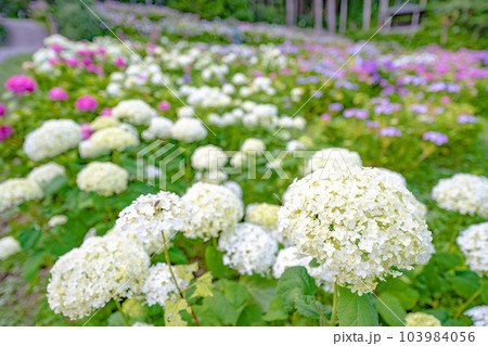 あじさい畑 103984056