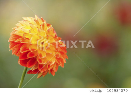 燃えるような1輪のオレンジ色のダリア 103984079