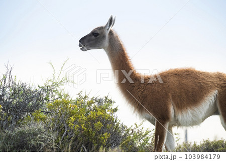 Guanaco in semidesertic landscape, Peninsula Valdes, Patagonia, Argentina 103984179