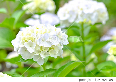 紫陽花の季節です 103984189