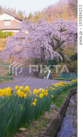 堀池のしだれ桜【香川県綾歌郡綾川町】 堀池のしだれ桜【香川県綾歌郡綾川町】 103984211