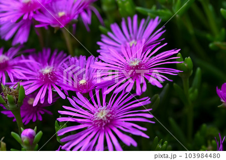 マツバギク 103984480