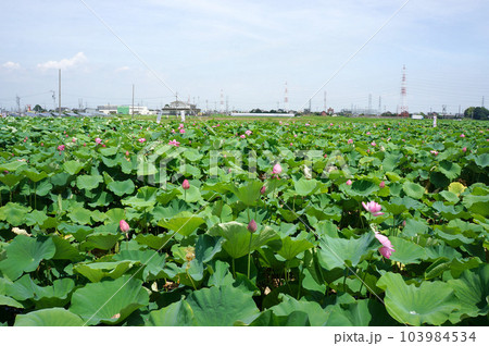 愛知県愛西市_森川花はす田20 愛知県愛西市_森川花はす田20 103984534