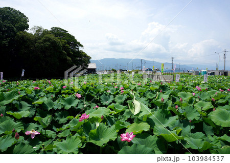 愛知県愛西市_森川花はす田23 愛知県愛西市_森川花はす田23 103984537