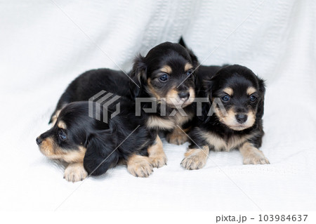 仔犬　カニンヘンダックスフンド 103984637
