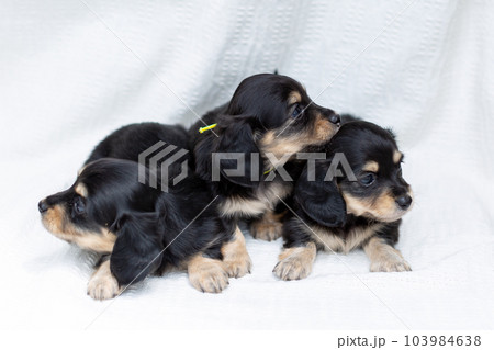 仔犬　カニンヘンダックスフンド 103984638