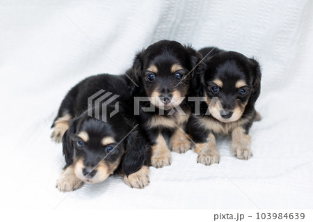 仔犬　カニンヘンダックスフンド 103984639