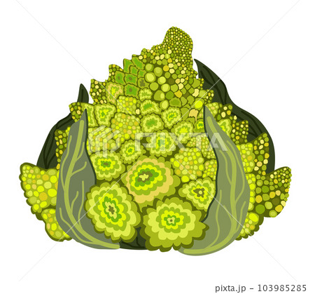 Green romanesco cauliflower with leaves. Vector isolated illustration. 103985285