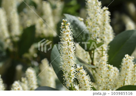 Laurel cherry Laurel cherry 103985516