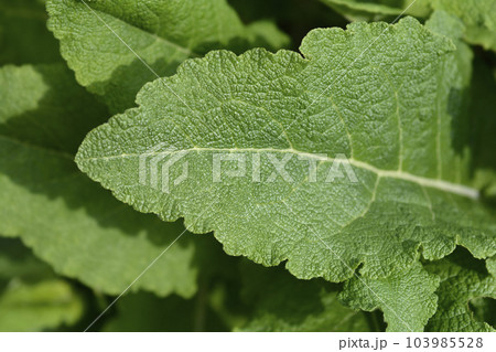 Iranian sage 103985528